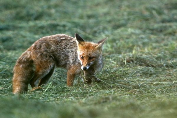 Renard chassant le campagnol