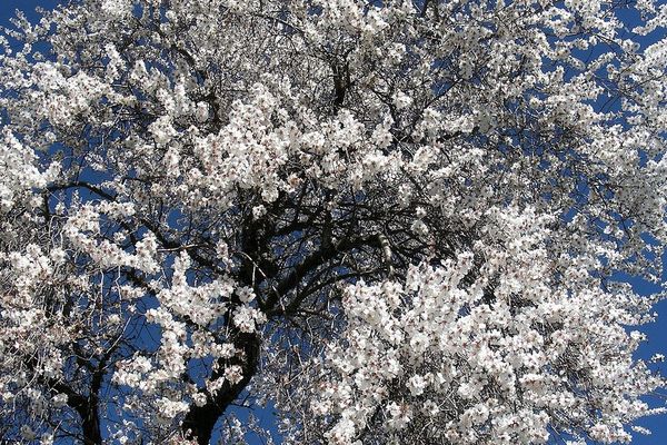 Arbre en fleurs