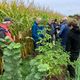 Visite d'exploitants sur la ferme Daul où des arbres ont été plantés en bord de champ.