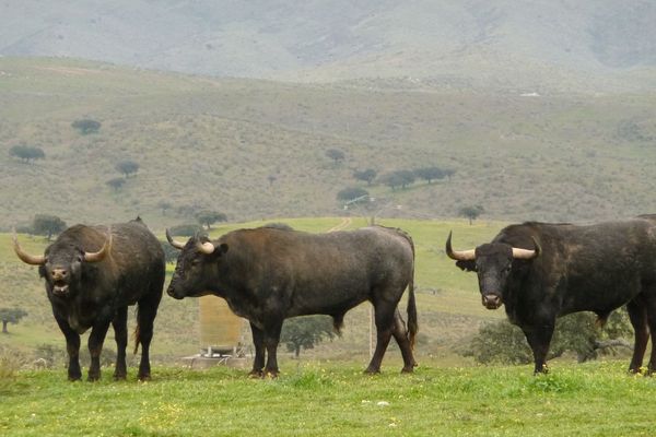 Enfin et alors la paix des toros braves. Trois de Victorino Martin au matin des brumes d' Extrémadoure.