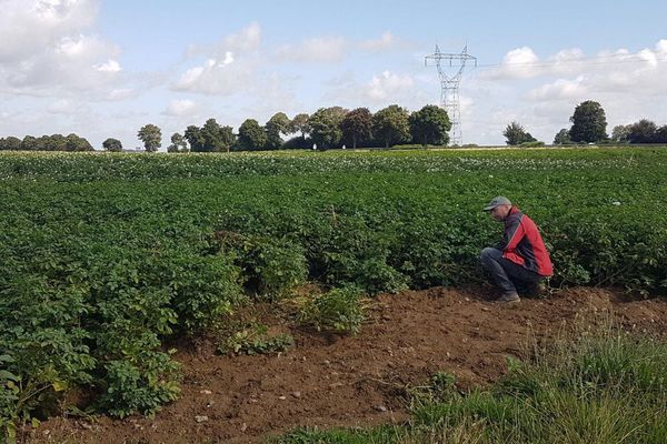 Bruno Cardot a constaté début août le vol d'environ 500 kilos de pommes de terre féculières.