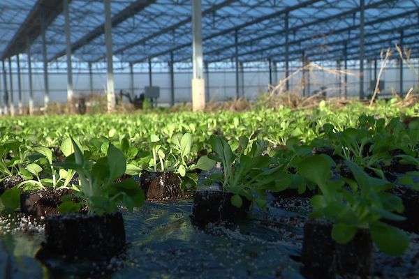 A Pamproux, dans les Deux-Sèvres, les légumes d'Alain Gamin poussent sous une vaste serre de deux hectares, recouverte de panneaux photovoltaïques.