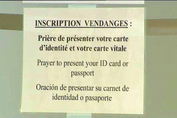 En Bourgogne, des vendangeurs sont recrutés dans cinq régions viticoles (Chablis et Grand Auxerrois, Côte Chalonnaise, Côte de Nuits, Côte de Beaune et Mâconnais)