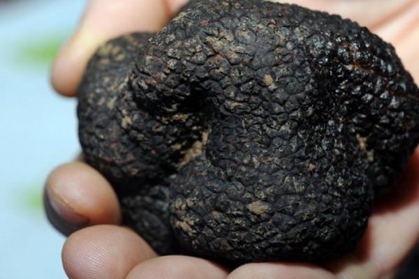 Truffe noire du Berry