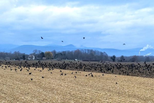 Invasion de corbeaux dans les champs de maïs de Colmar.