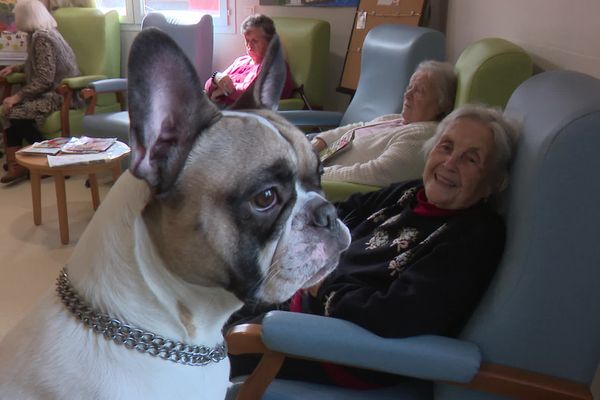 Les animaux bientôt dans tous les Ehpad ?