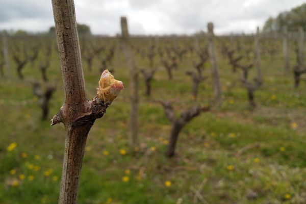 Les bourgeons commencent à éclore