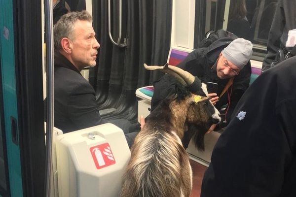 Une chèvre est brièvement présente dans le métro parisien, le 13 novembre 2018. 