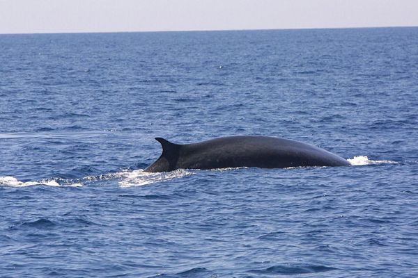 Rorqual commun en Méditerranée (Archives)