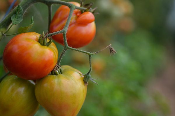 En cette fin mars, il est bien trop tôt pour récolter des tomates, mais il est encore temps d'en faire les semis.