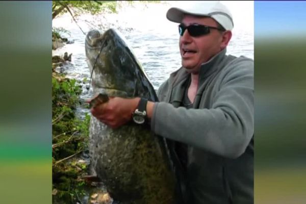 Eh oui, il y a des gros poissons dans la Saône !