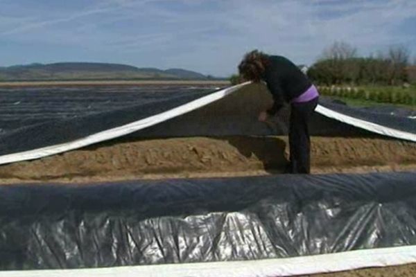 Le froid prolongé retarde la production des asperges 