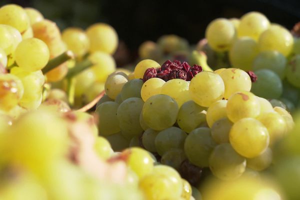 Des grappes de Muscat sec, dans un vignoble de Frontignan, dans l'Hérault.