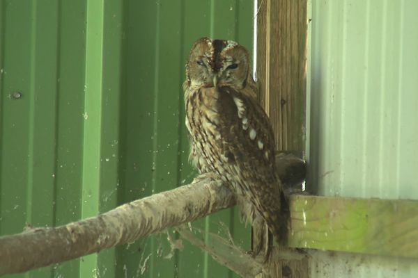 Les oiseaux convalescents se refont une santé dans les volières de la Dame blanche en attendant de pouvoir retrouver la nature