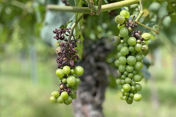 Le Mildiou, un redoutable champignon favorisé par la pluie, ennemi des vignes et des viticulteurs. 