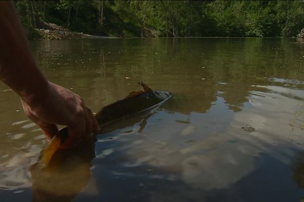 La Peche Scientifique De La Federation Du Tarn Pour Inventorier Les Poissons Du Departement