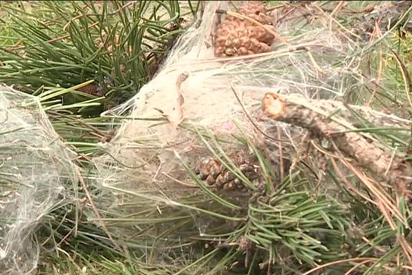 Cocons de chenilles processionnaires 