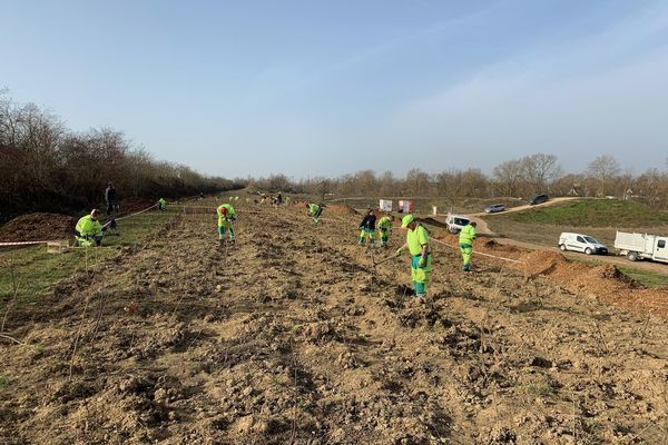 La future forêt en bordure de l'A36 à Mulhouse sera composée de 24 000 arbres, arbustes et buissons.