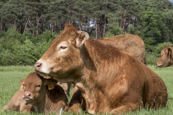 Vache limousine au prés