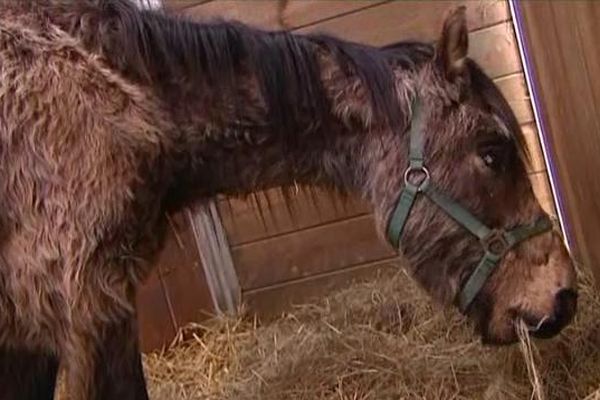 Ce poney n'a plus que la peau sur les os. Visiblement cela faisait longtemps que l'éleveur ne lui donnait plus à manger.