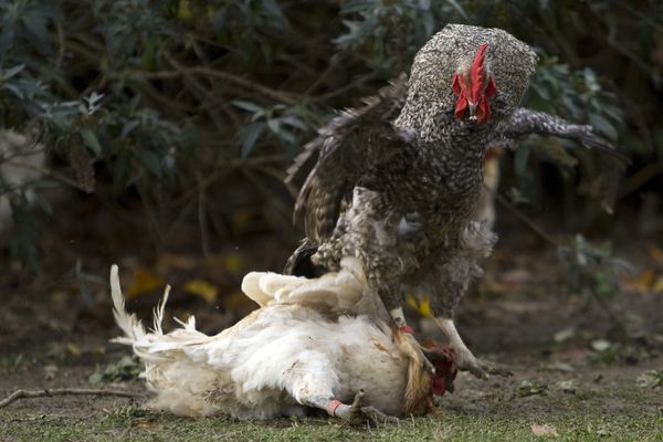 Ce 26 décembre 2024, le tribunal administratif de Lille a rejeté un recours visant à réautoriser les combats de coq à Norrent-Fontes.