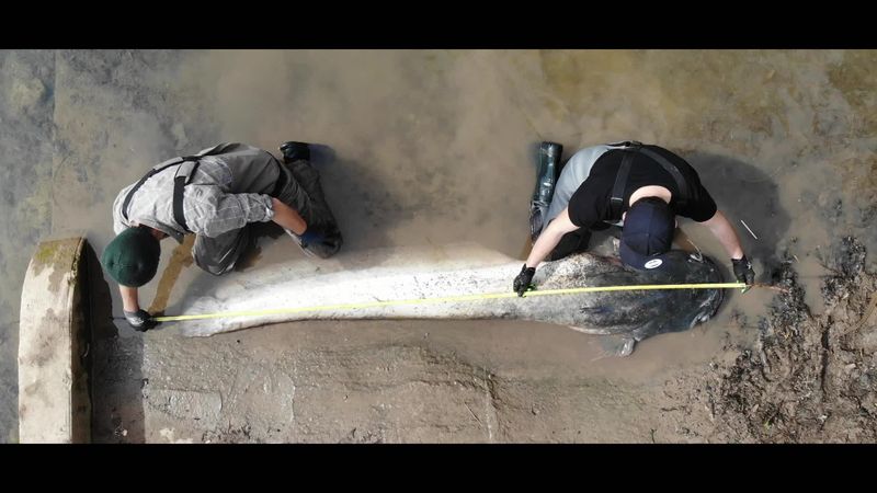 Mesure d'un silure par des pêcheurs avant sa remise à l'eau