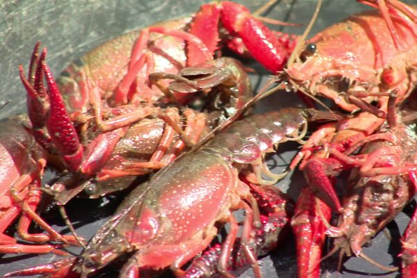 L'écrevisse de Louisiane se reconnaît facilement avec ses pinces rouges