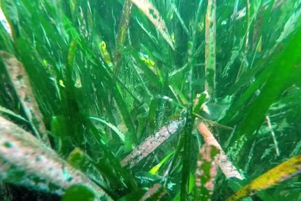 Hérault : les herbiers de Posidonies en fleurs au large d'Agde - 2019.