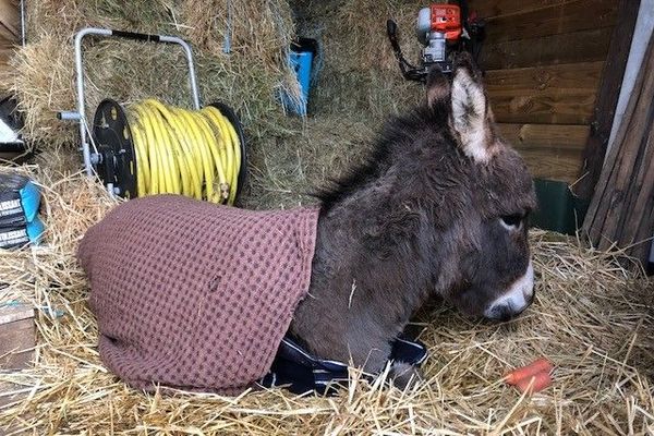 L'ânesse miniature de 74 cm a reçu deux balles de 22LR dimanche 13 décembre au matin