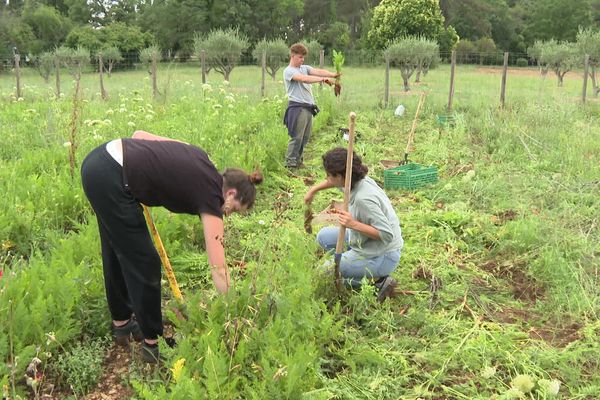 En échange de son terrain, Christian Carnavalet fournit des légumes bio aux cantines de la ville de Mougins.