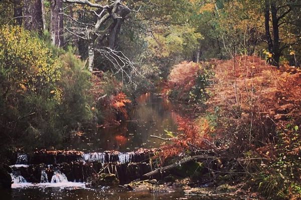 Ruisseau d'automne à Lacanau - Gironde (33)