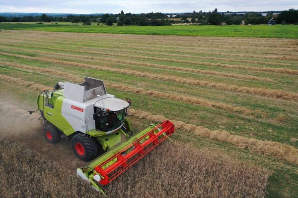 La moisson a été bien plus faible que prévu en 2020