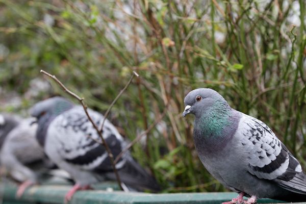 On trouve 23 000 pigeons à Paris, d’après l’association AERHO (Association espaces de rencontres entre les hommes et les oiseaux).