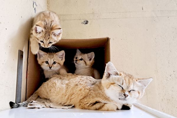 Les trois petis félins et leur maman au zoo de Mulhouse.