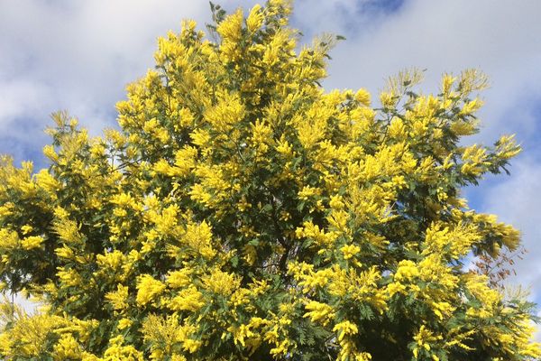 Ce mimosa a été photographié ce 21 décembre 2015. Il est déjà en fleurs....