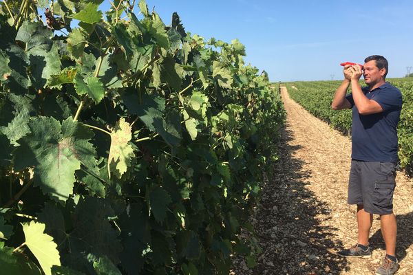 Jean-Baptiste Pinard vérifie la teneur en sucre de ses raisins avant les vendanges.