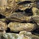 Quatre mois après leur interdiction, les huîtres du bassin d'Arcachon sont de nouveau demandées, "gustativement très bonnes", selon certains ostréiculteurs.
