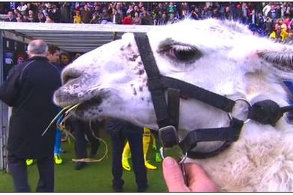 L'éphémère mascotte des Girondins, Serge le Lama 