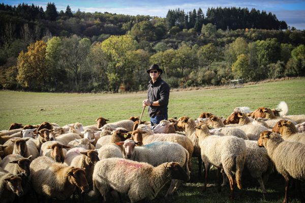 "Berger, c'est mon métier" : Anthony a débuté son élevage de moutons à Rouvray (Morvan) il y a quelques années