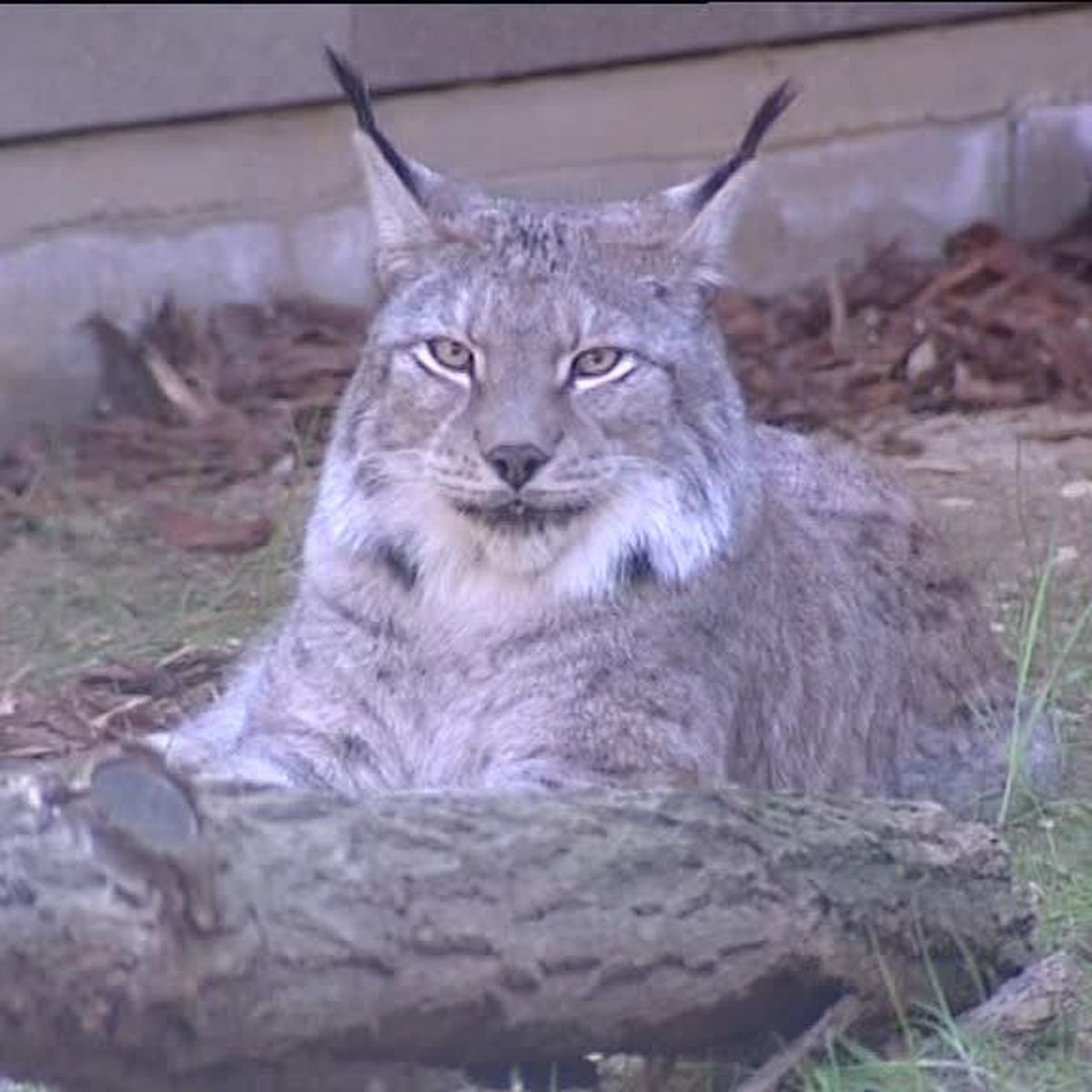 Jura De Nouveaux Enclos Pour Les Lynx Au Centre Athenas