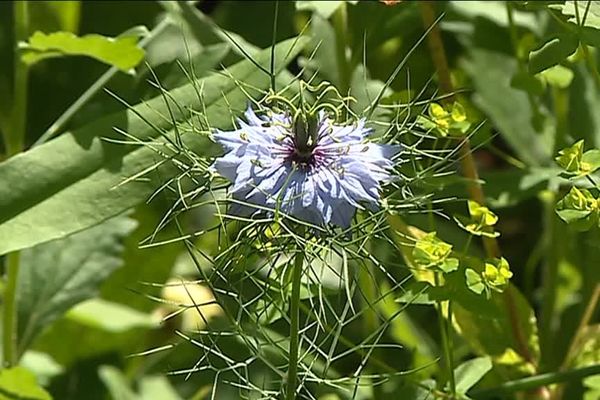 Franc succès pour l'opération "Rendez-vous aux jardins" comme ici à Limoges