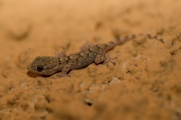 La tarente de Maurétanie s'observe depuis quelques années de plus en plus loin à l'intérieur des terres.