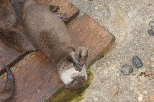 Une loutre, vue à Lanmodez (22). Elle a l'air d'aimer l'eau, elle.