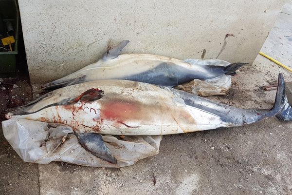 Deux nouveaux corps de dauphin ont été découverts en l'espace de 24 heures à Saint-Vaast-la-Hougue dans le Cotentin.