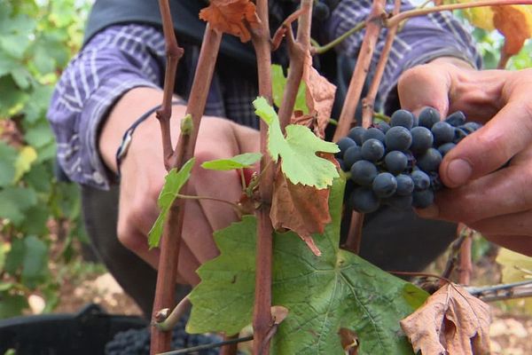 Le millésime 2020 est d’une précocité exceptionnelle partout en France et notamment en Bourgogne.