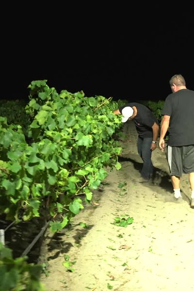 Quand la nuit tombe, les vendanges commencent dans ce domaine d'Aigues-Mortes.