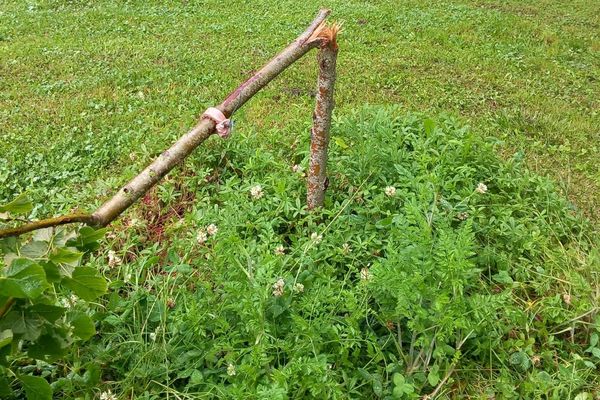 Chaque année, 29 agents travaillent à entretenir et à embellir les espaces verts de la ville de Chaumont (Haute-Marne). Ici, un tilleul planté cet automne a été cassé à 50 cm du sol.