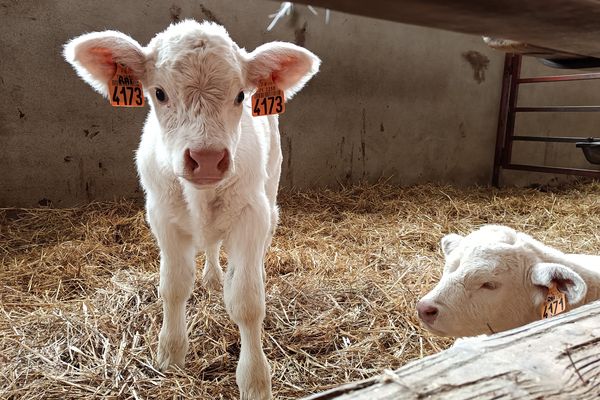 L'équipe de l'émission En terre animale s'est rendue en Saône-et-Loire dans l'élevage de vaches charolaises de Serge Vincent, qui est une affaire gérée en famille avec sa fille Claire et son gendre Thierry Pellenard.