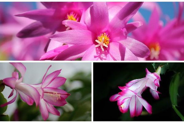 Cactus de Noël (Schlumbergera)