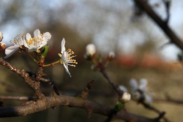 Une promesse de cerise